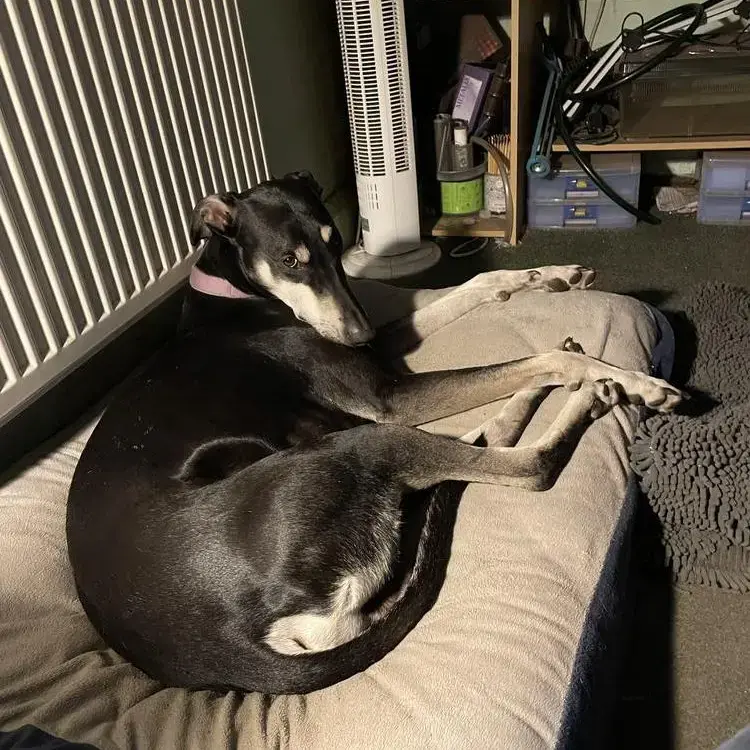Lurcher