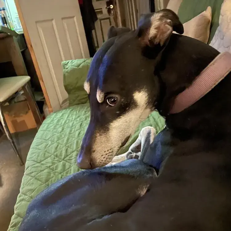 Lurcher