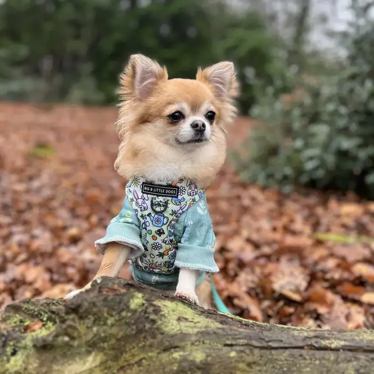 Chihuahua (Long Coat)