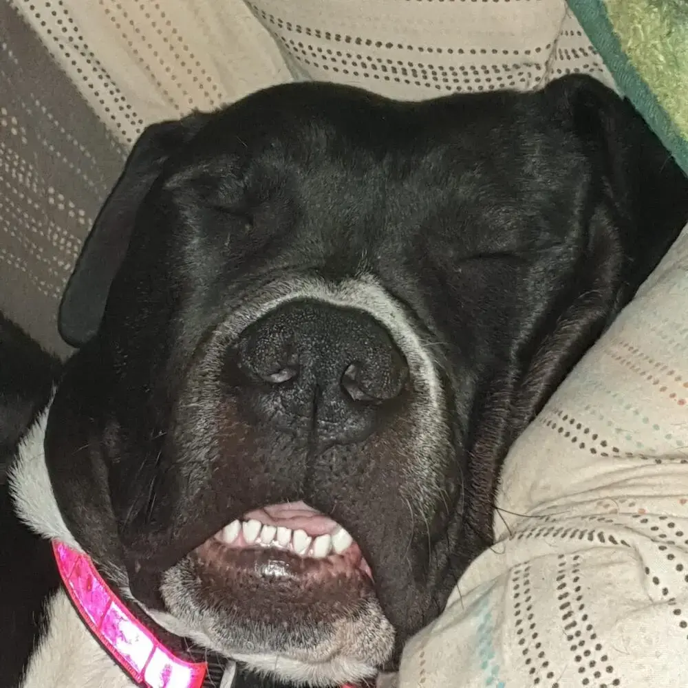 Mastiff