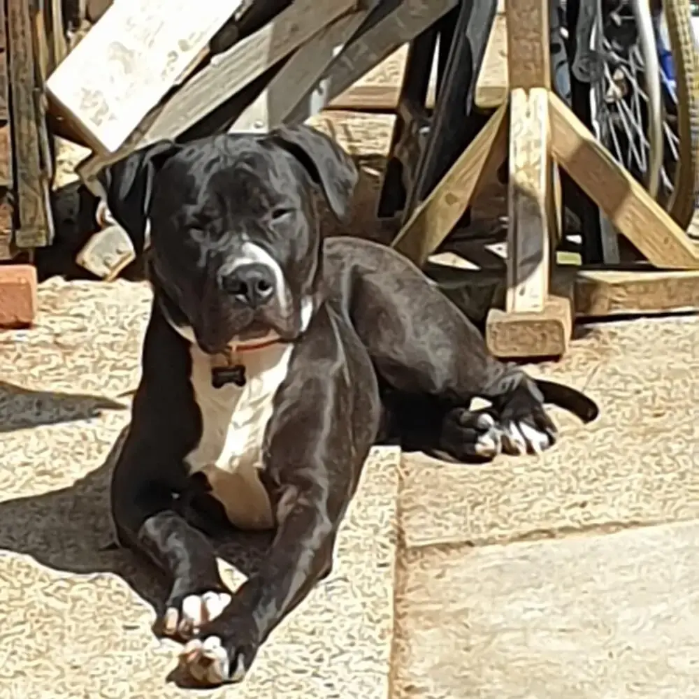 Mastiff