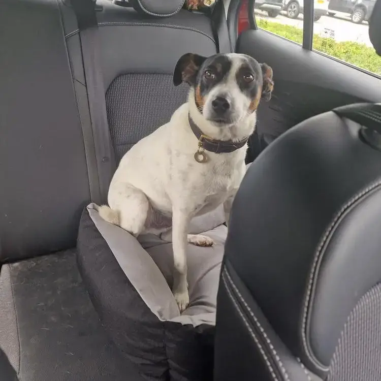 Parson Russell Terrier