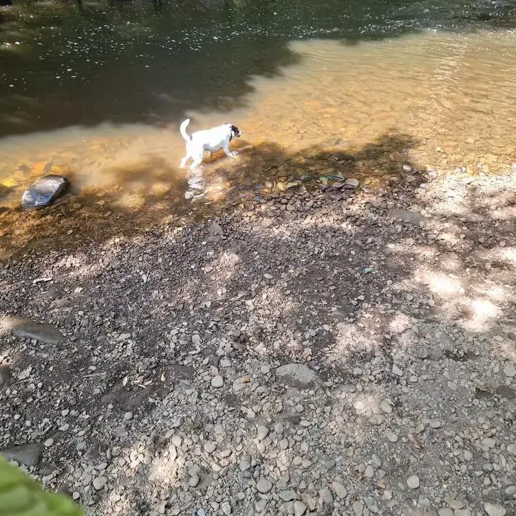 Parson Russell Terrier