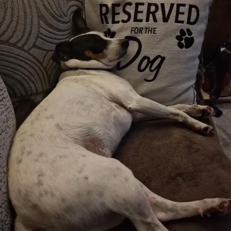 Parson Russell Terrier