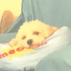 King Charles Spaniel