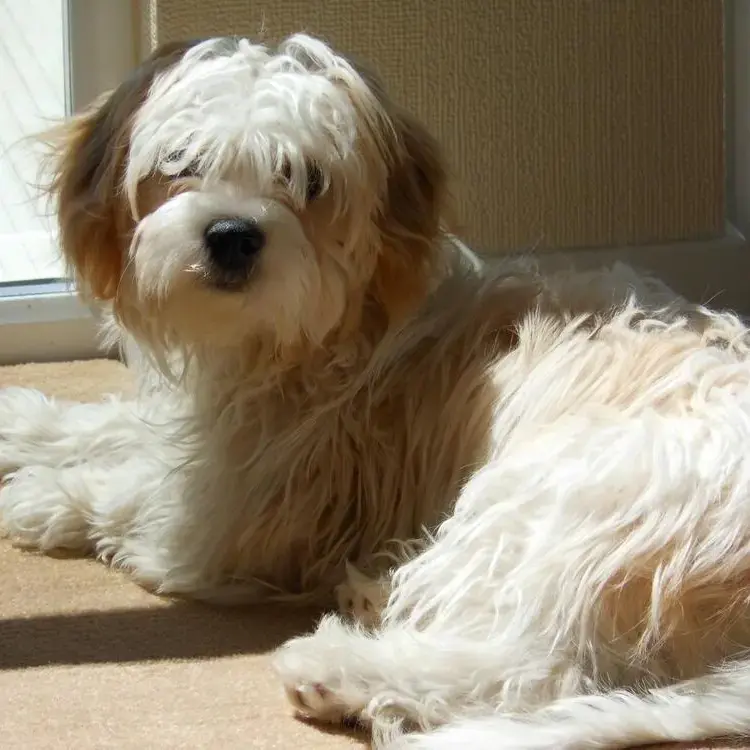 King Charles Spaniel