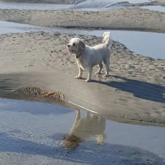 King Charles Spaniel