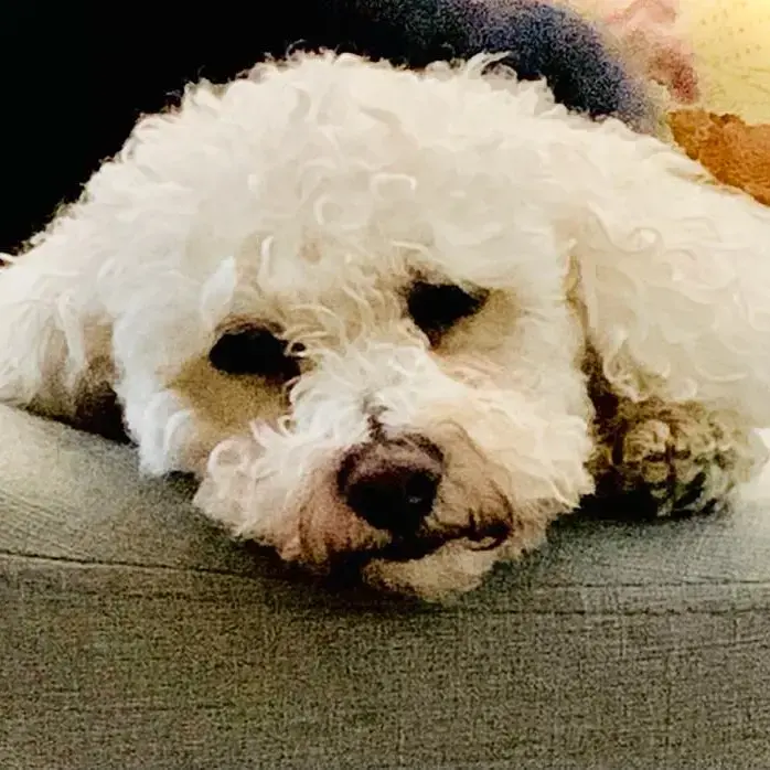 Bichon Frise