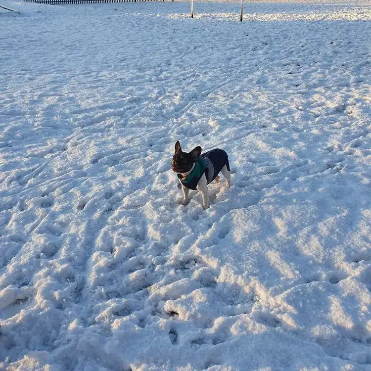 French Bulldog