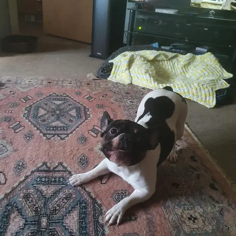 French Bulldog