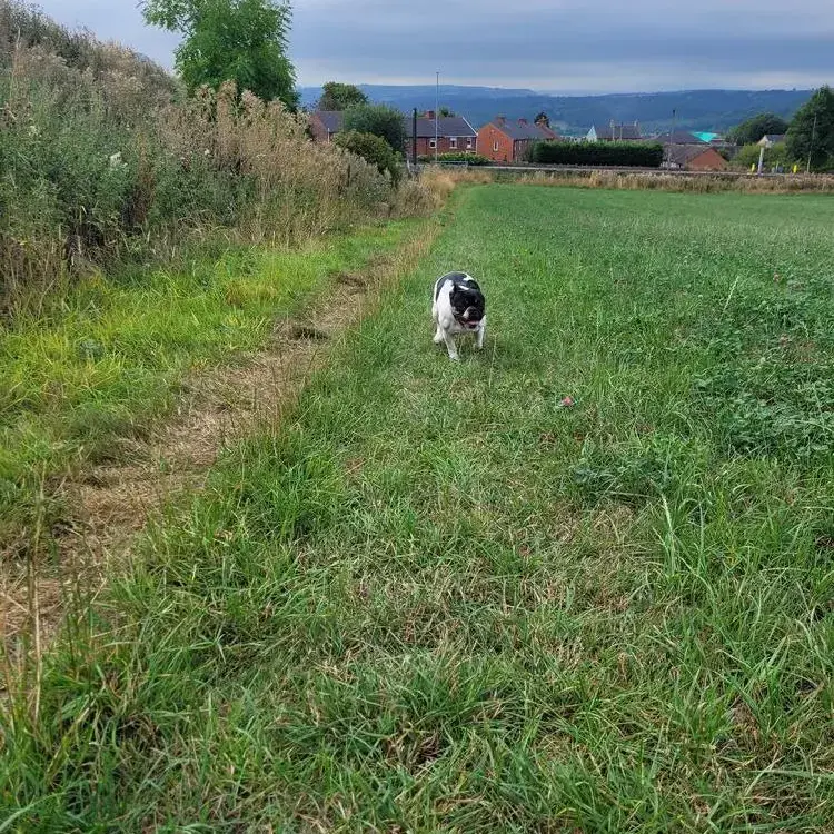 French Bulldog