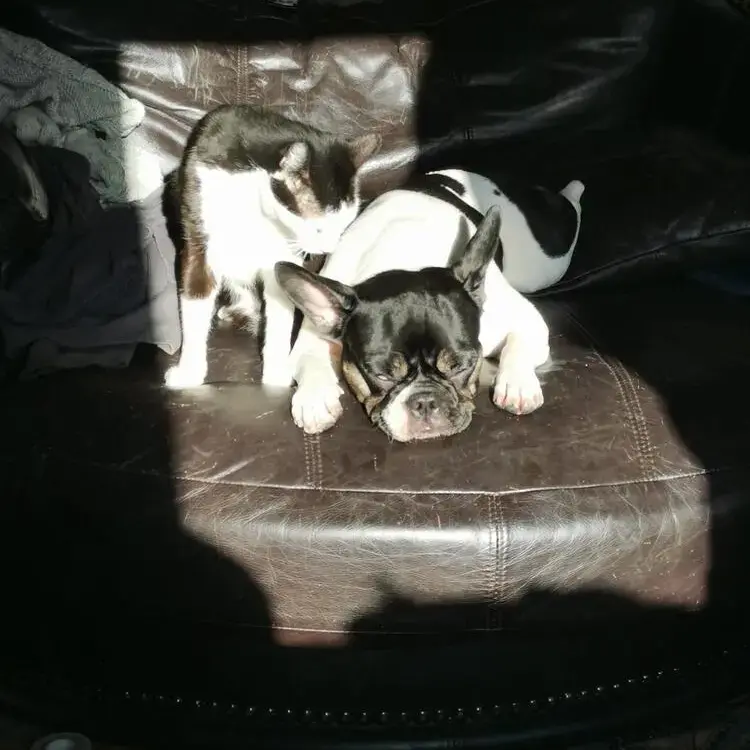 French Bulldog