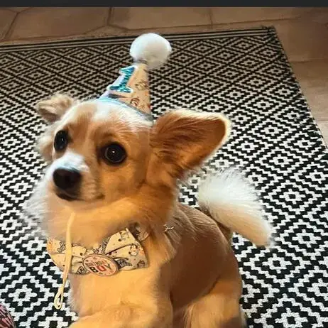 Chihuahua (Smooth Coat)