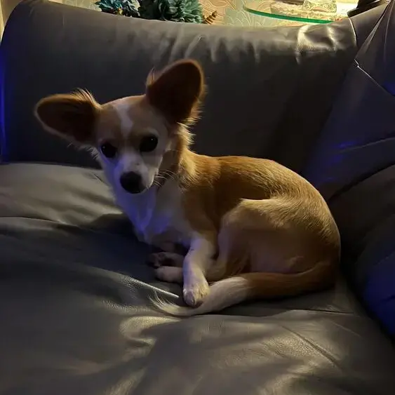Chihuahua (Smooth Coat)