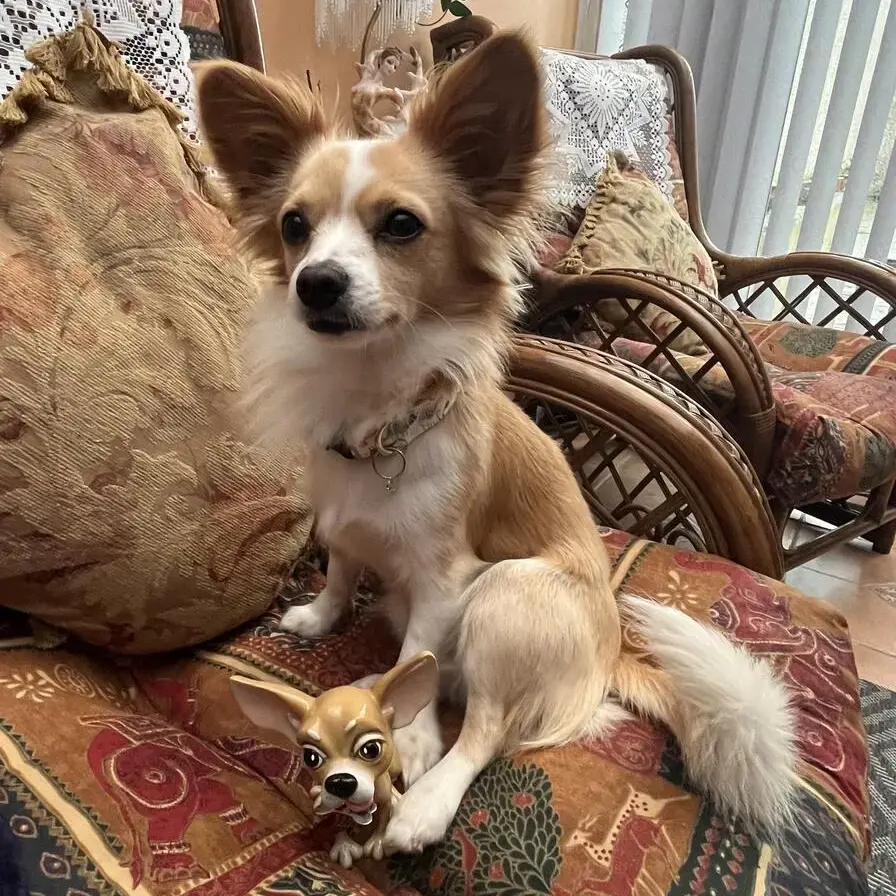 Chihuahua (Smooth Coat)