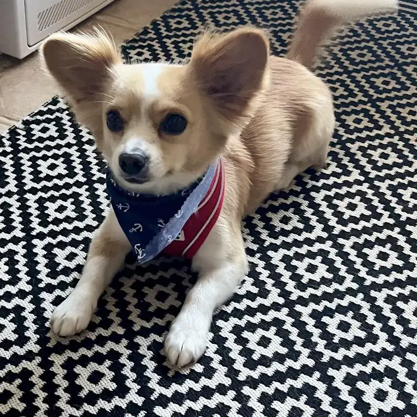 Chihuahua (Smooth Coat)