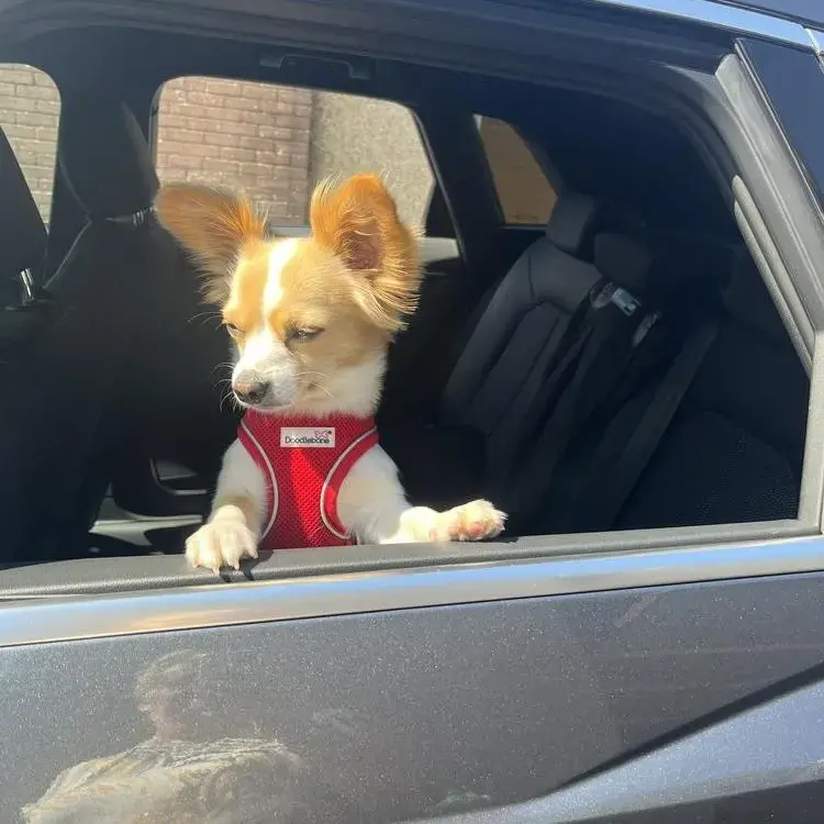 Chihuahua (Smooth Coat)