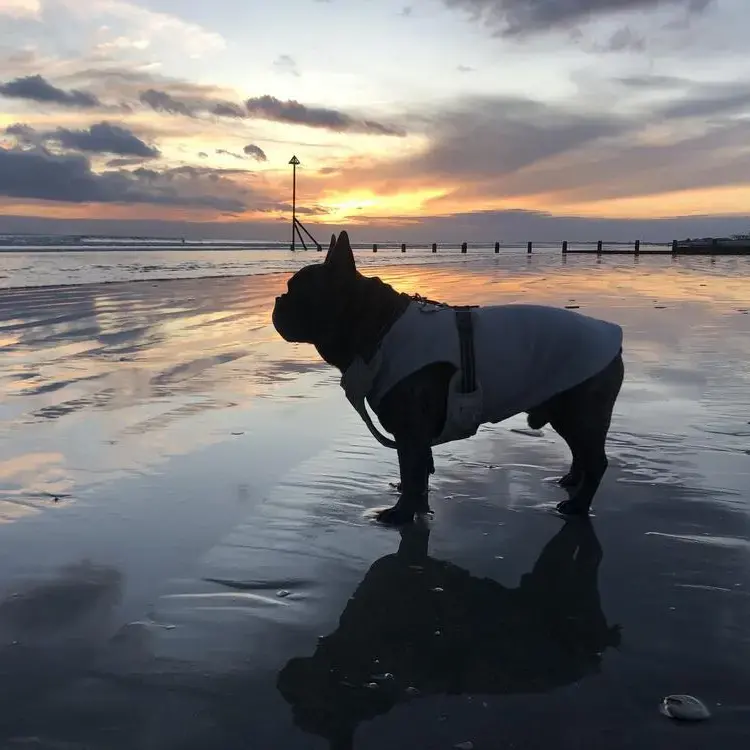 French Bulldog