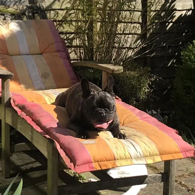French Bulldog