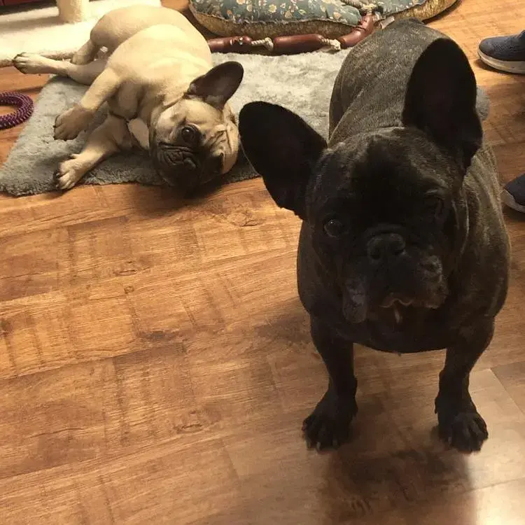 French Bulldog