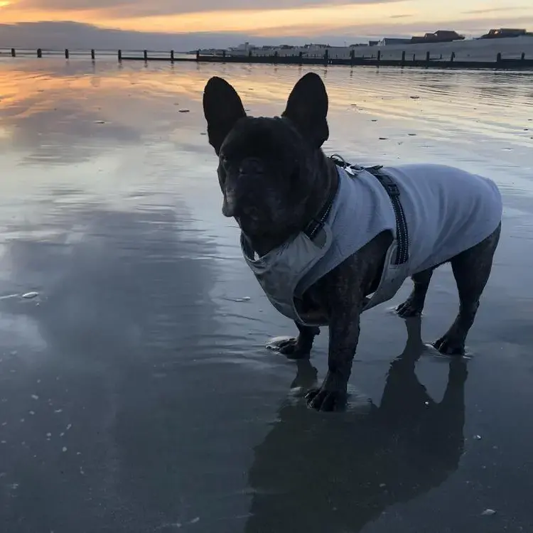 French Bulldog