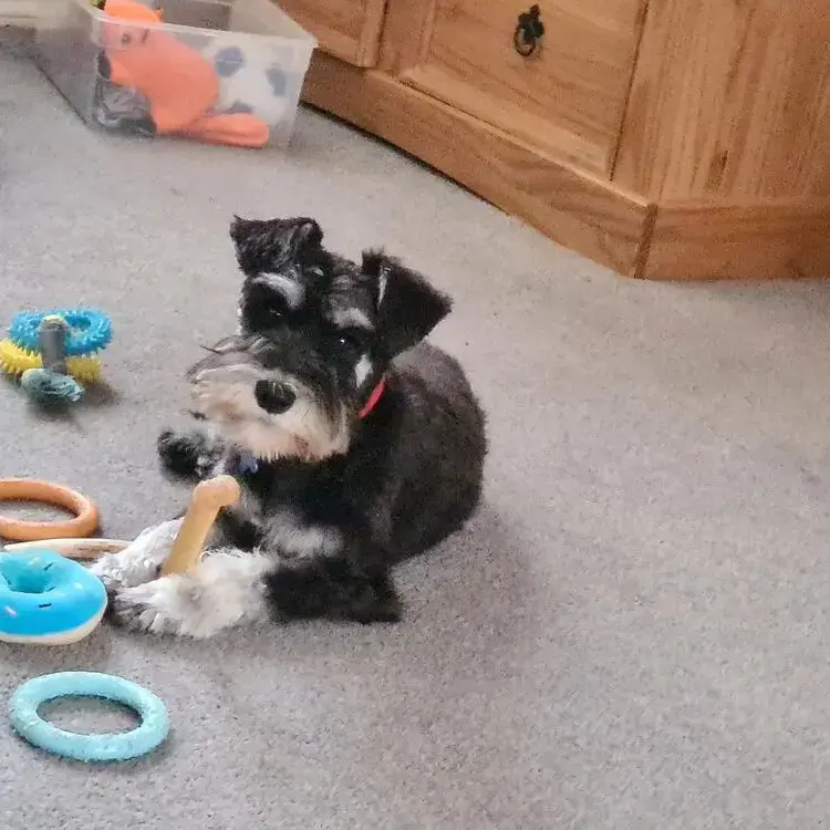 Schnauzer (Miniature)