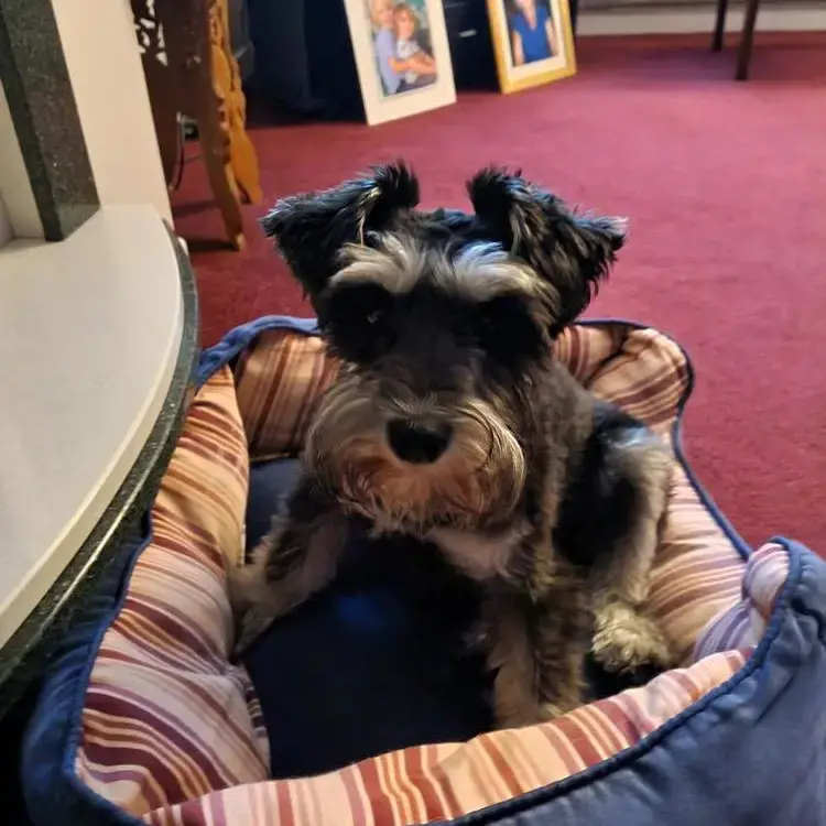 Schnauzer (Miniature)