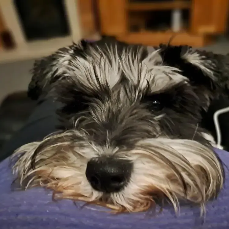 Schnauzer (Miniature)