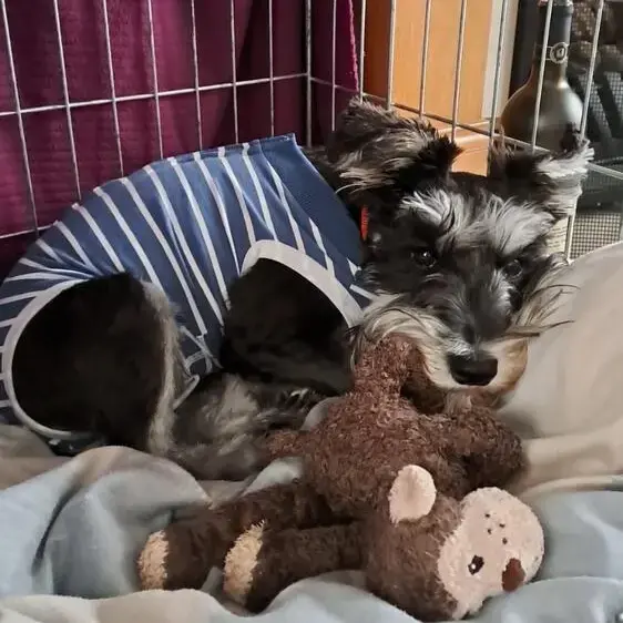 Schnauzer (Miniature)