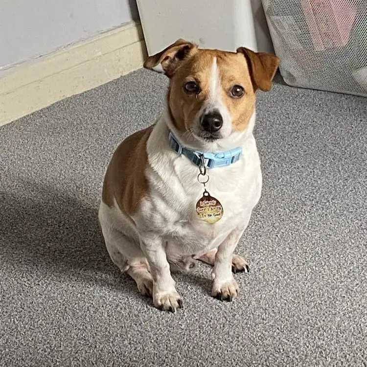 Jack Russell Terrier