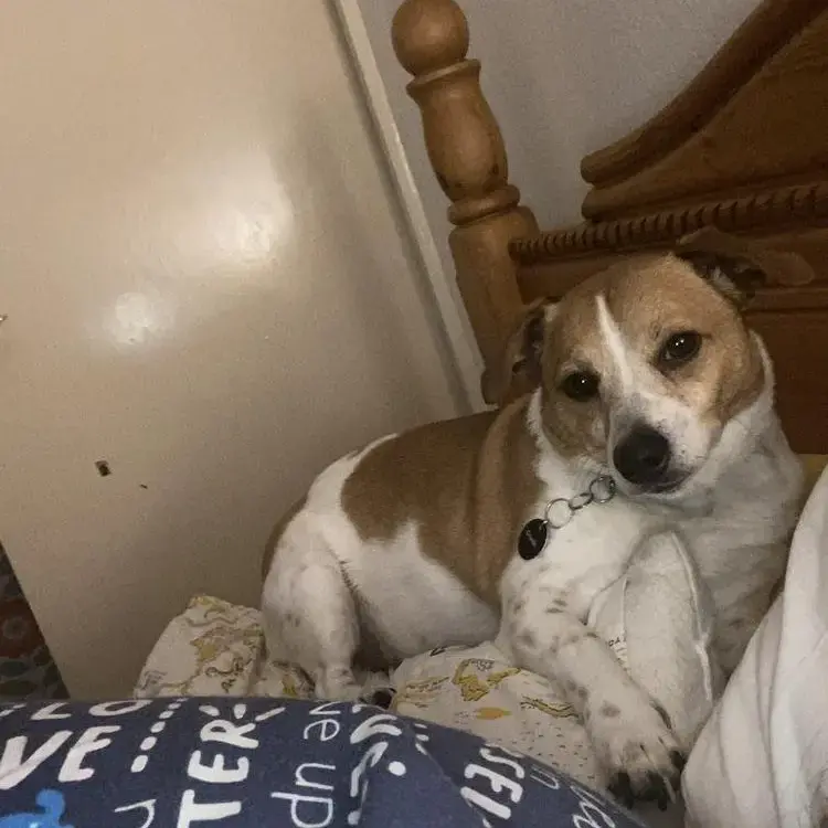 Jack Russell Terrier