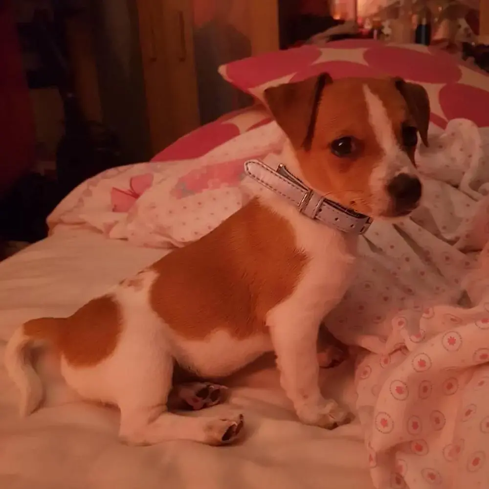 Jack Russell Terrier