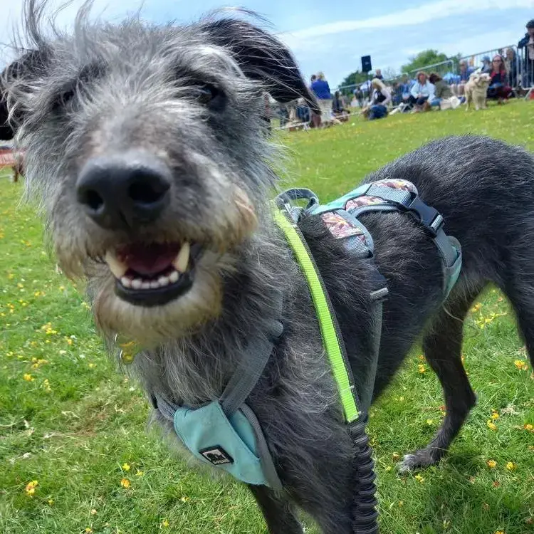 Lurcher