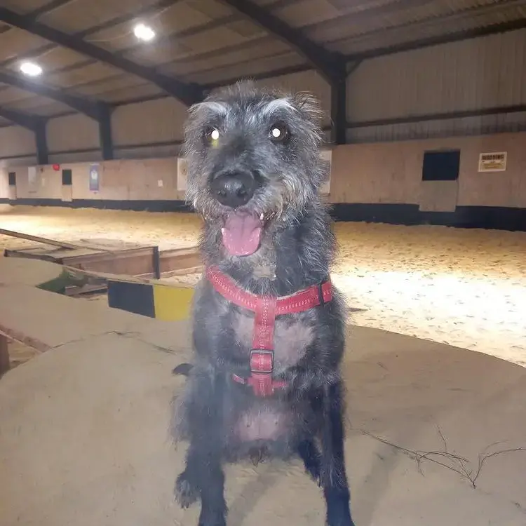 Lurcher
