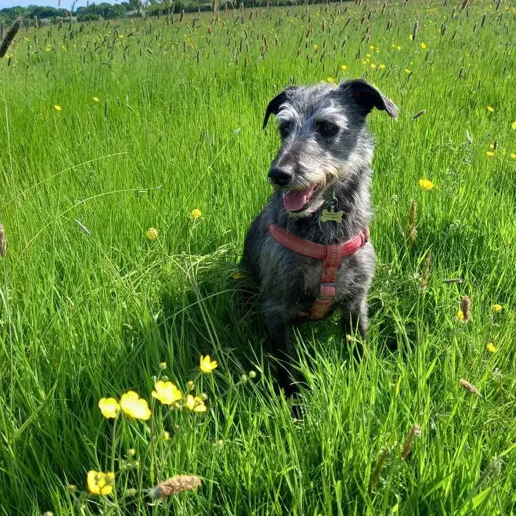 Lurcher