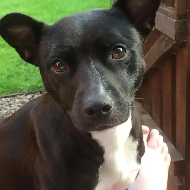 Jack Russell Terrier