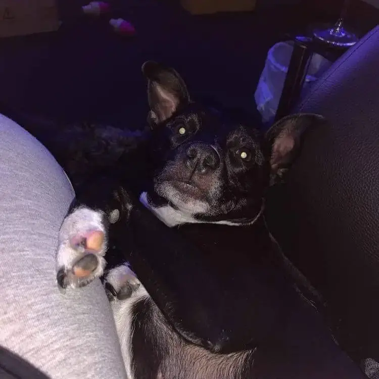 Jack Russell Terrier