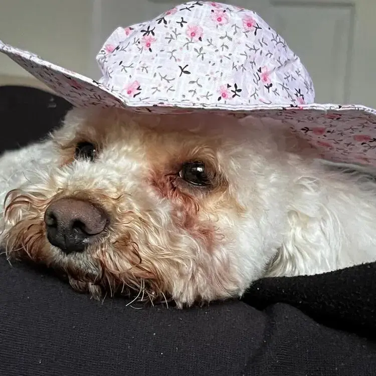 Cavapoo