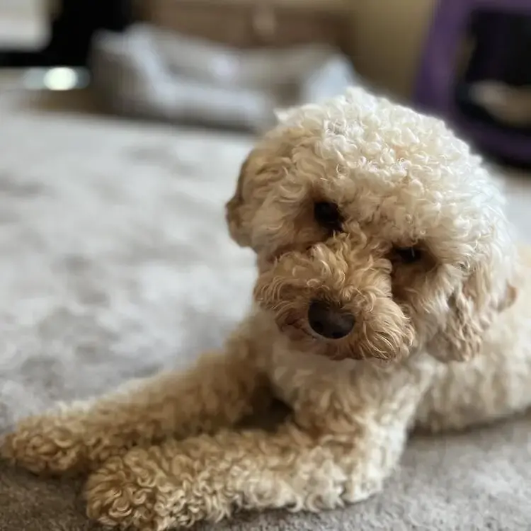 Cavapoo