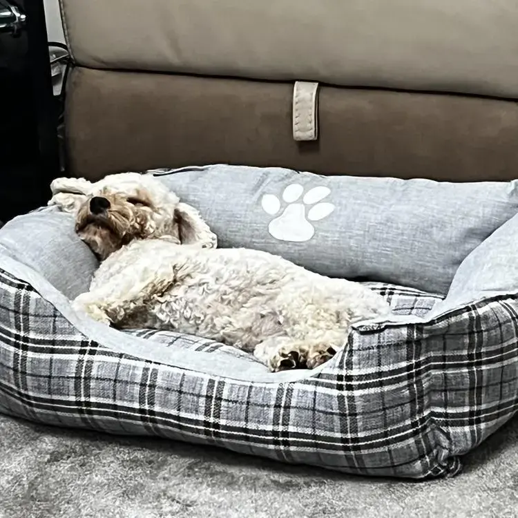 Cavapoo