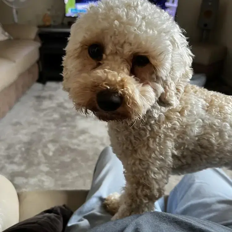 Cavapoo