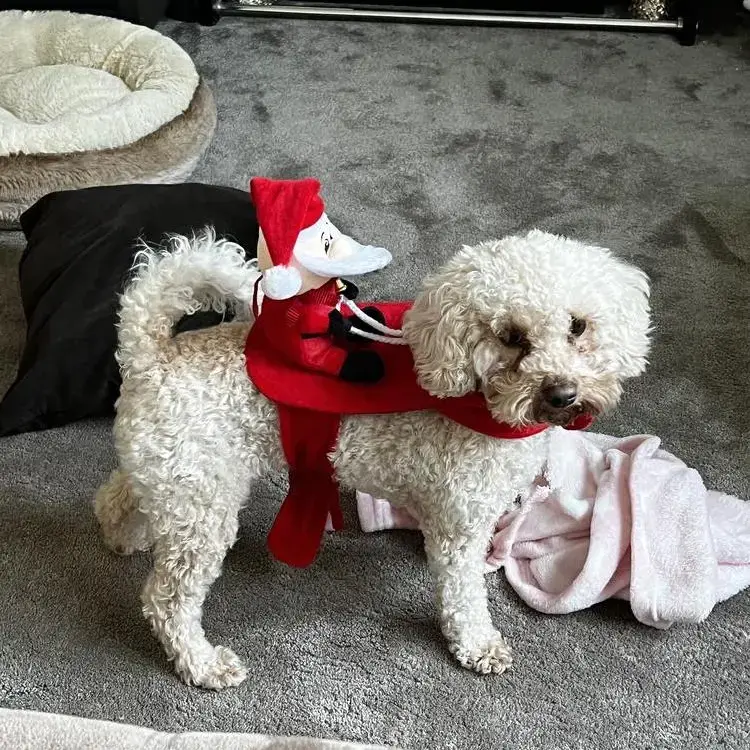 Cavapoo