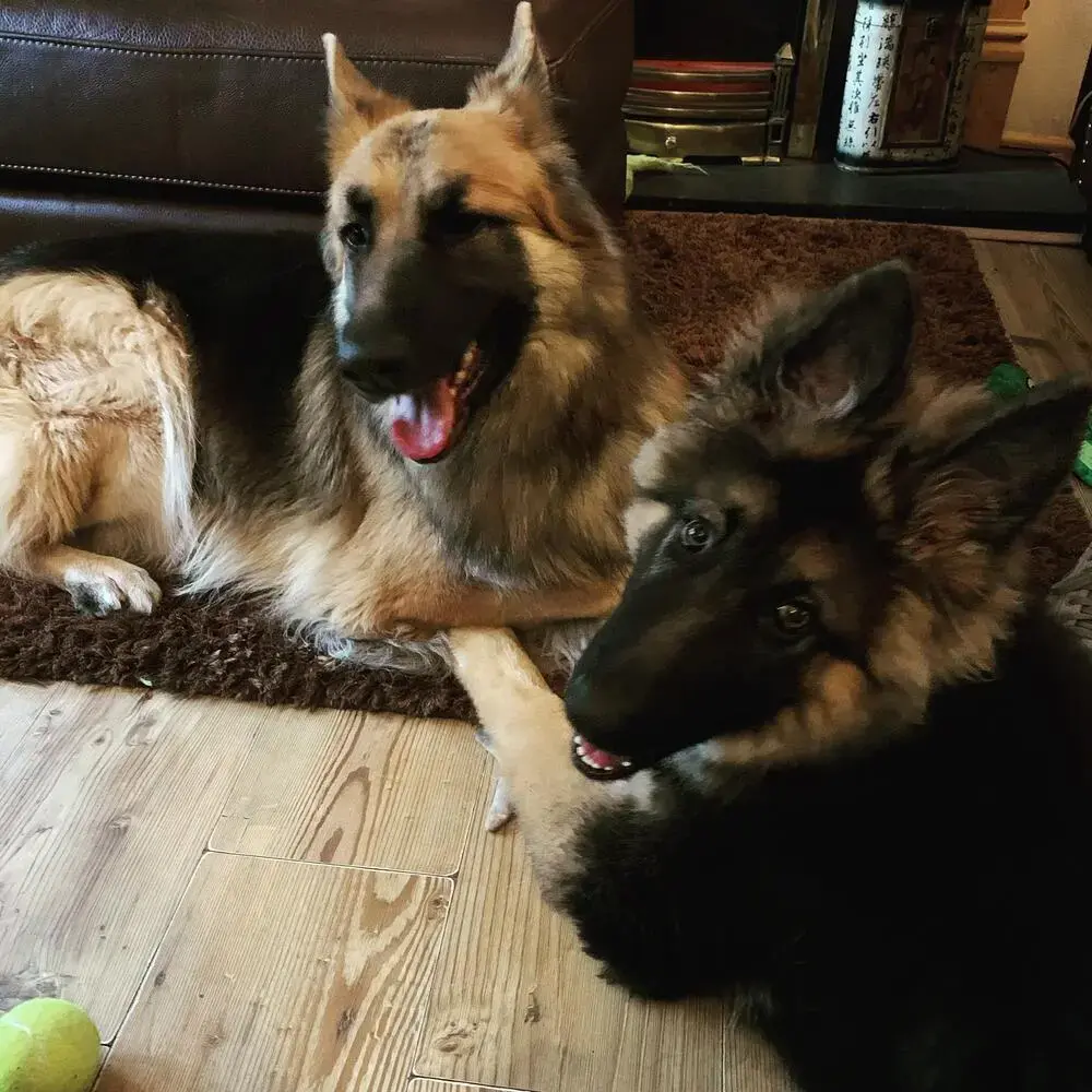 German Shepherd Dog