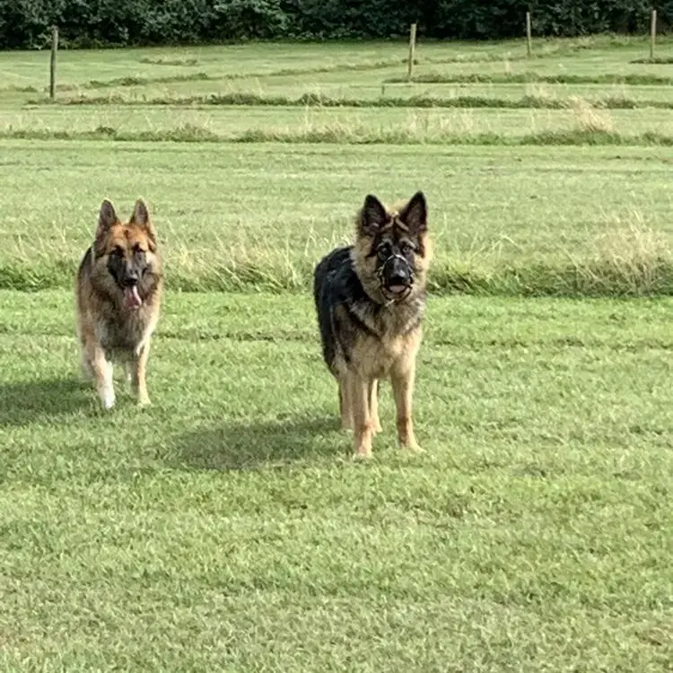 German Shepherd Dog