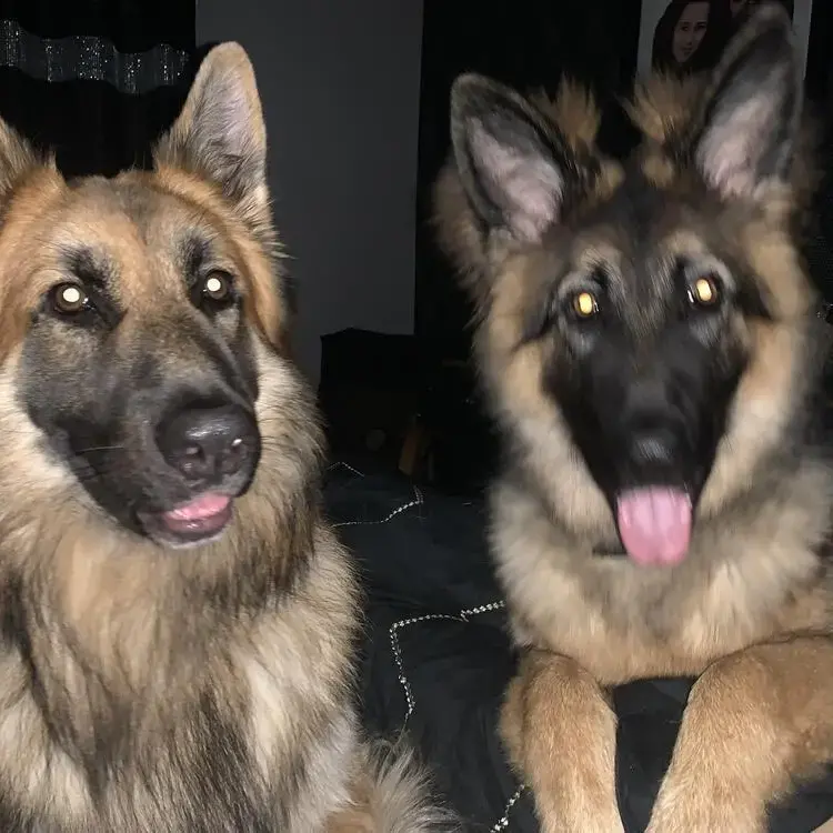 German Shepherd Dog