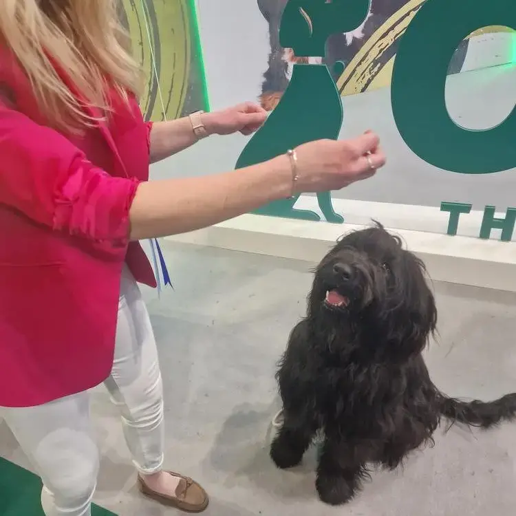 Briard