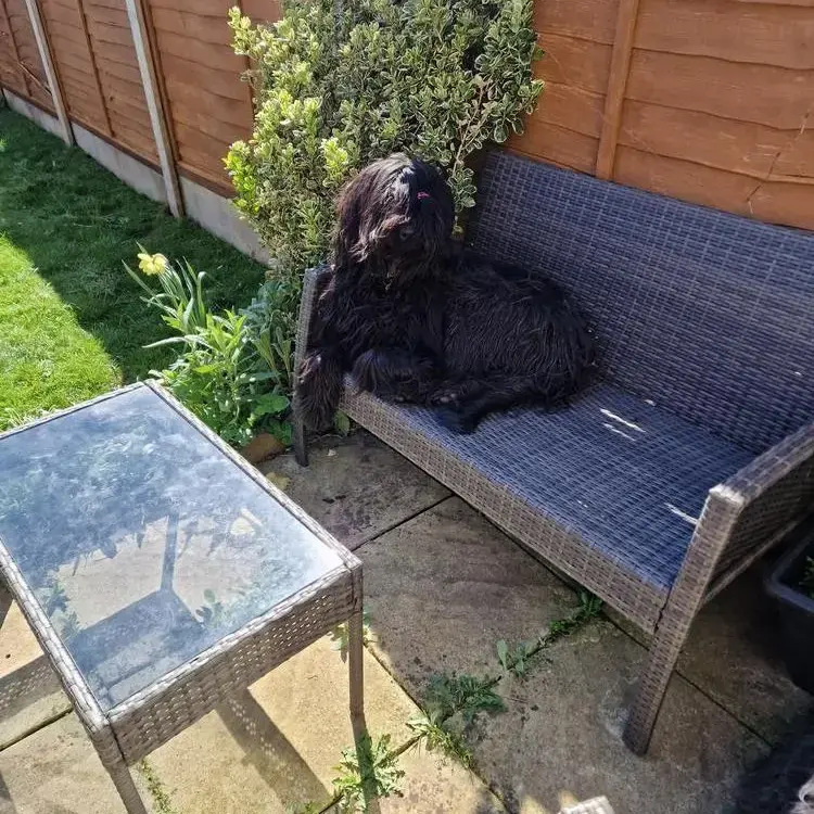 Briard