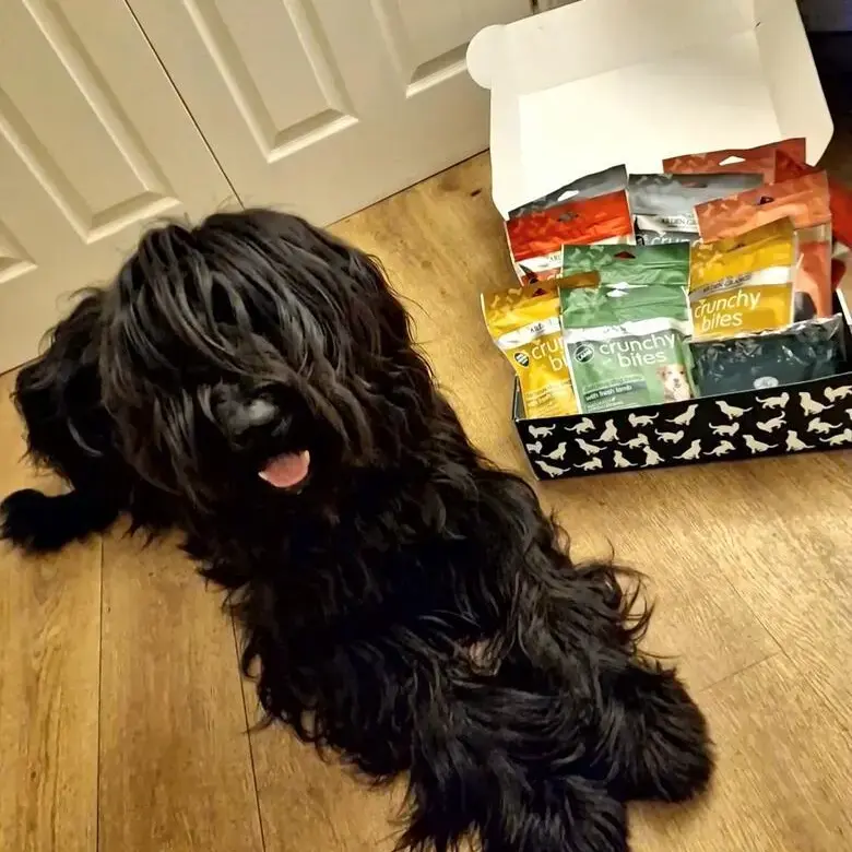 Briard