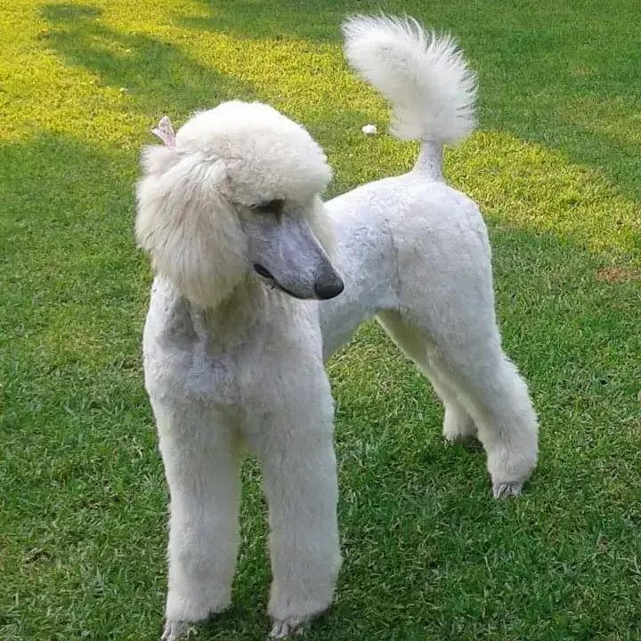 Poodle (Standard)