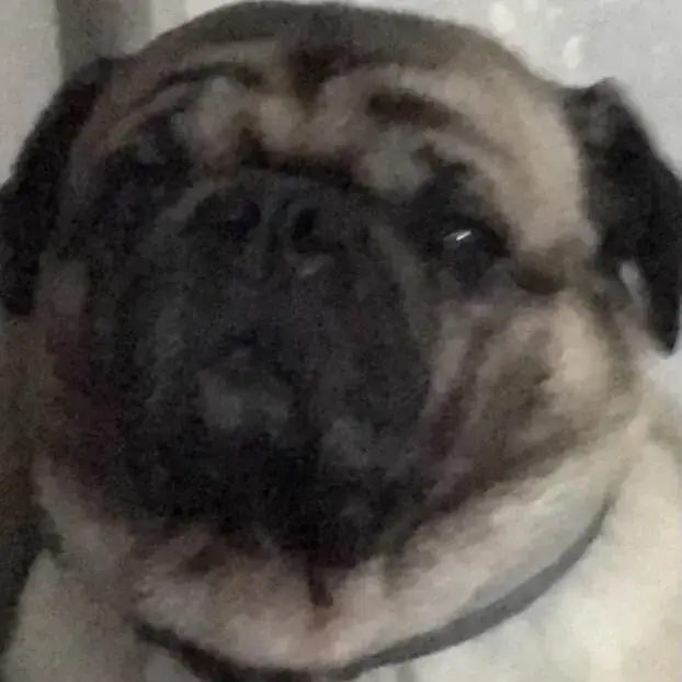 Pug